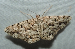 Hypomecis externaria