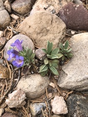 Penstemon dolius duchesnensis