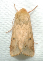 Australothis rubrescens