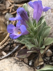 Penstemon dolius duchesnensis