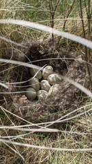 Tympanuchus phasianellus