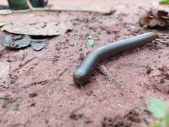 Spirobolidae
