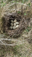 Tympanuchus phasianellus