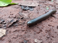 Spirobolidae
