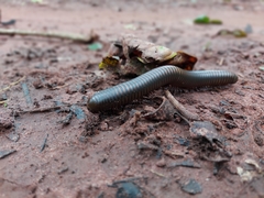 Spirobolidae