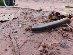 Spirobolidae