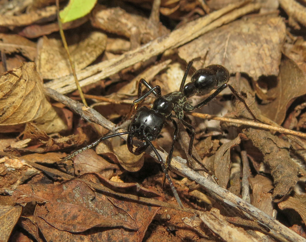 Dinoponera hispida