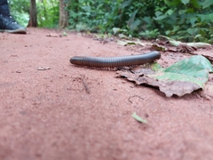 Spirobolidae