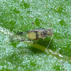 Sarucallis kahawaluokalani