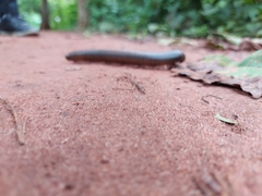Spirobolidae