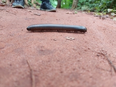 Spirobolidae