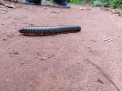 Spirobolidae
