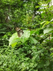 Papilionoidea