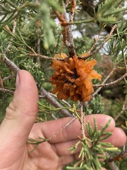 Gymnosporangium juniperi-virginianae