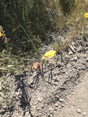 Oenothera elata hookeri