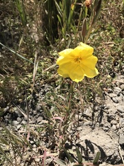 Oenothera elata hookeri
