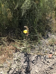 Oenothera elata hookeri