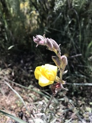 Oenothera elata hookeri