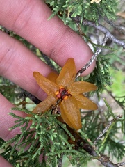 Gymnosporangium juniperi-virginianae