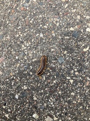 Pleuroloma flavipes