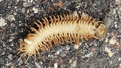 Pleuroloma flavipes