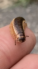 Pleuroloma flavipes