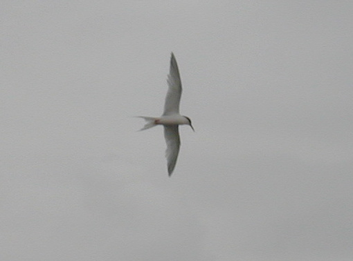Roseate Tern