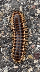Pleuroloma flavipes