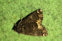 Catephia alchymista
