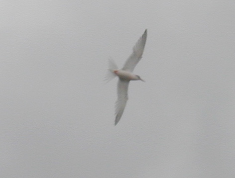 Roseate Tern