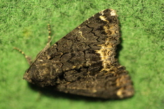 Catephia alchymista