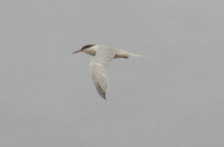 Roseate Tern