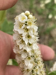 Angiospermae