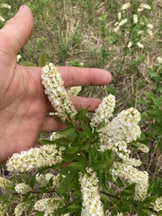 Angiospermae