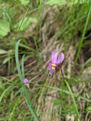 Primula pauciflora cusickii