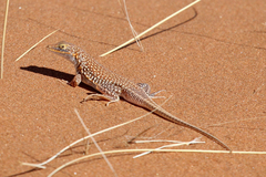 Meroles cuneirostris