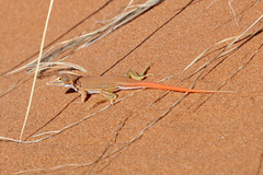 Meroles cuneirostris