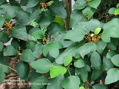 Ficus grossularioides