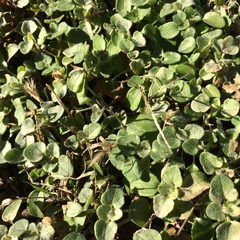 Veronica hederifolia