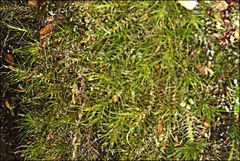 Dicranoloma menziesii