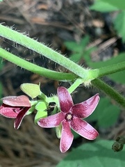 Matelea carolinensis