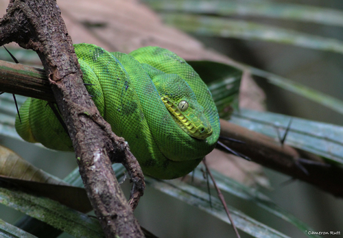 Emerald Tree Boa observed near Rio Preto da Eva - State of Amazonas, 69117-000, Brazil, (c) Cameron Rutt, some rights reserved (CC BY-NC)