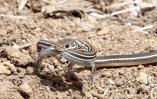 Almeda Striped Racer