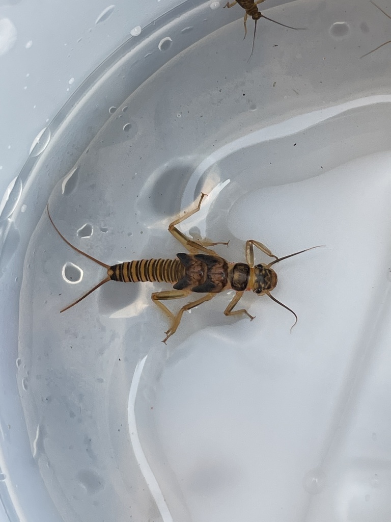 Iroquois Springfly