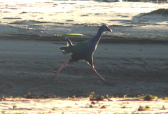 Porphyrio madagascariensis