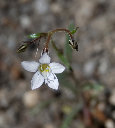 Coastal gilia (Gilia diegensis)