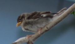 Passer domesticus