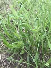 Echinacea angustifolia