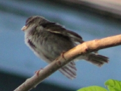 Passer domesticus