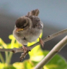 Passer domesticus